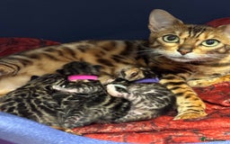 Bengal cats for sale: Amazing brown rosetted Bengal girl kittens - Image 13