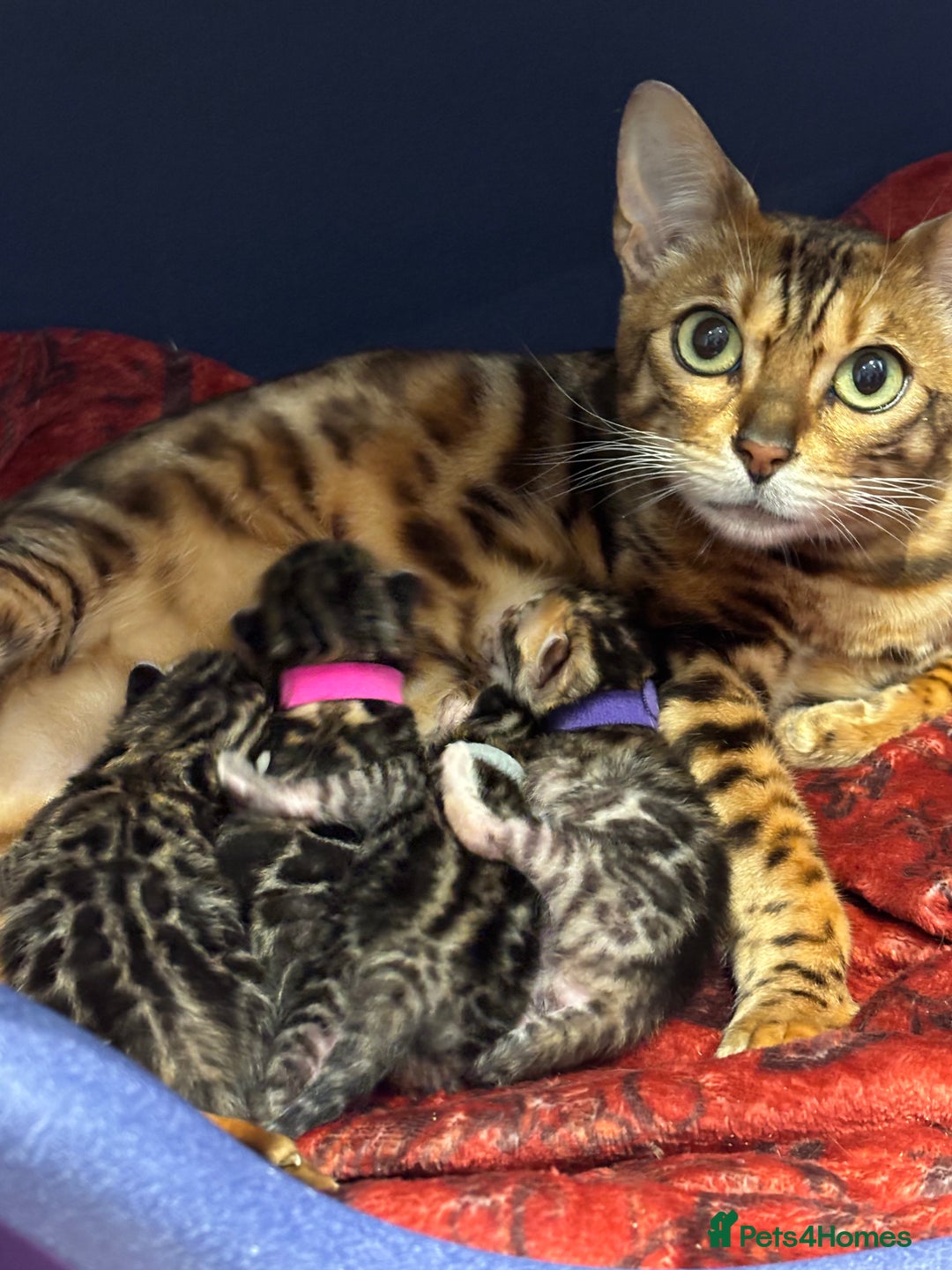 Bengal cats for sale: Amazing brown rosetted Bengal girl kittens - Image 13