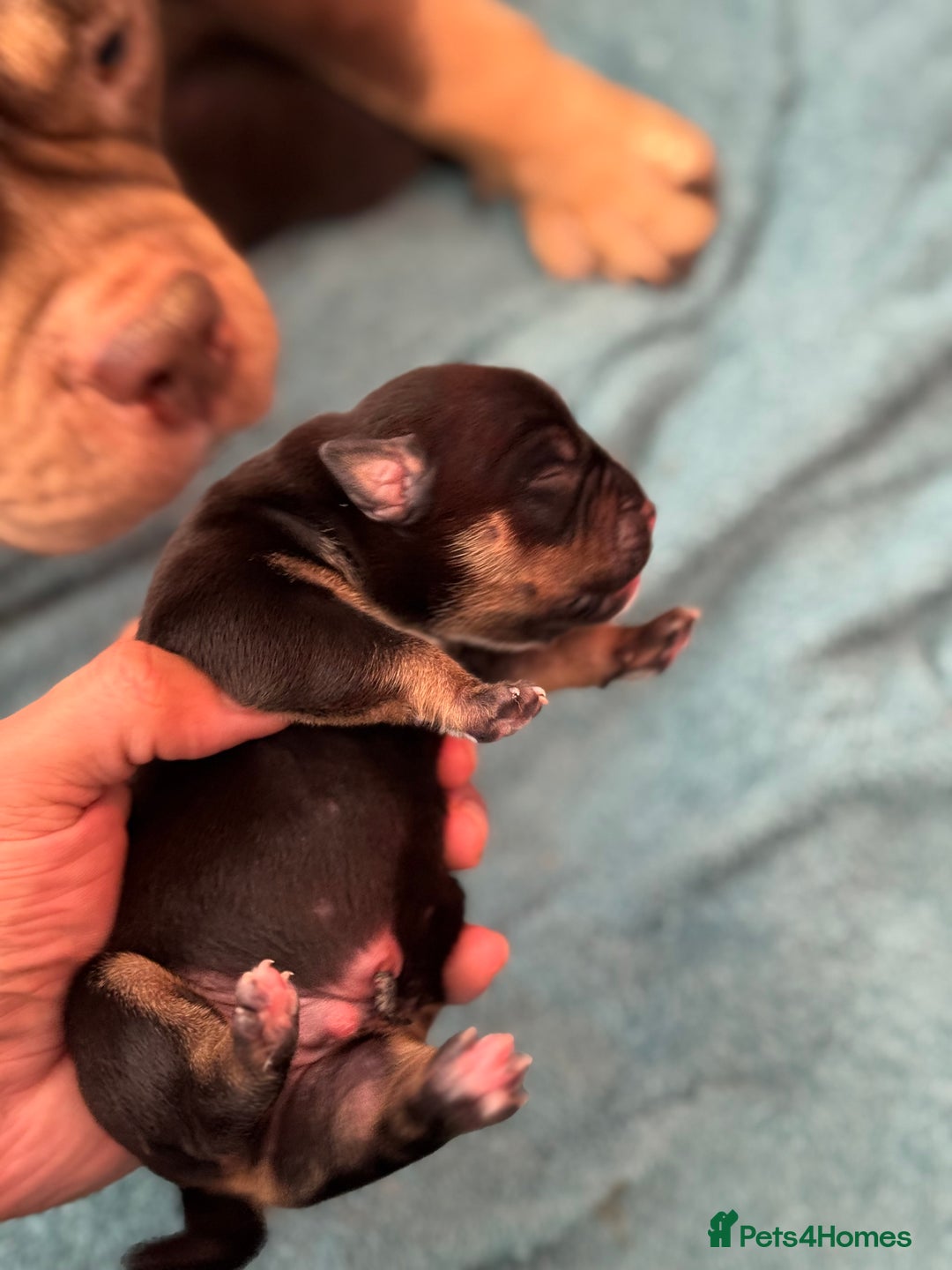 American Bully dogs for sale: American Pocket Bully Puppies - Image 3