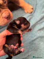 American Bully dogs - Advert 15