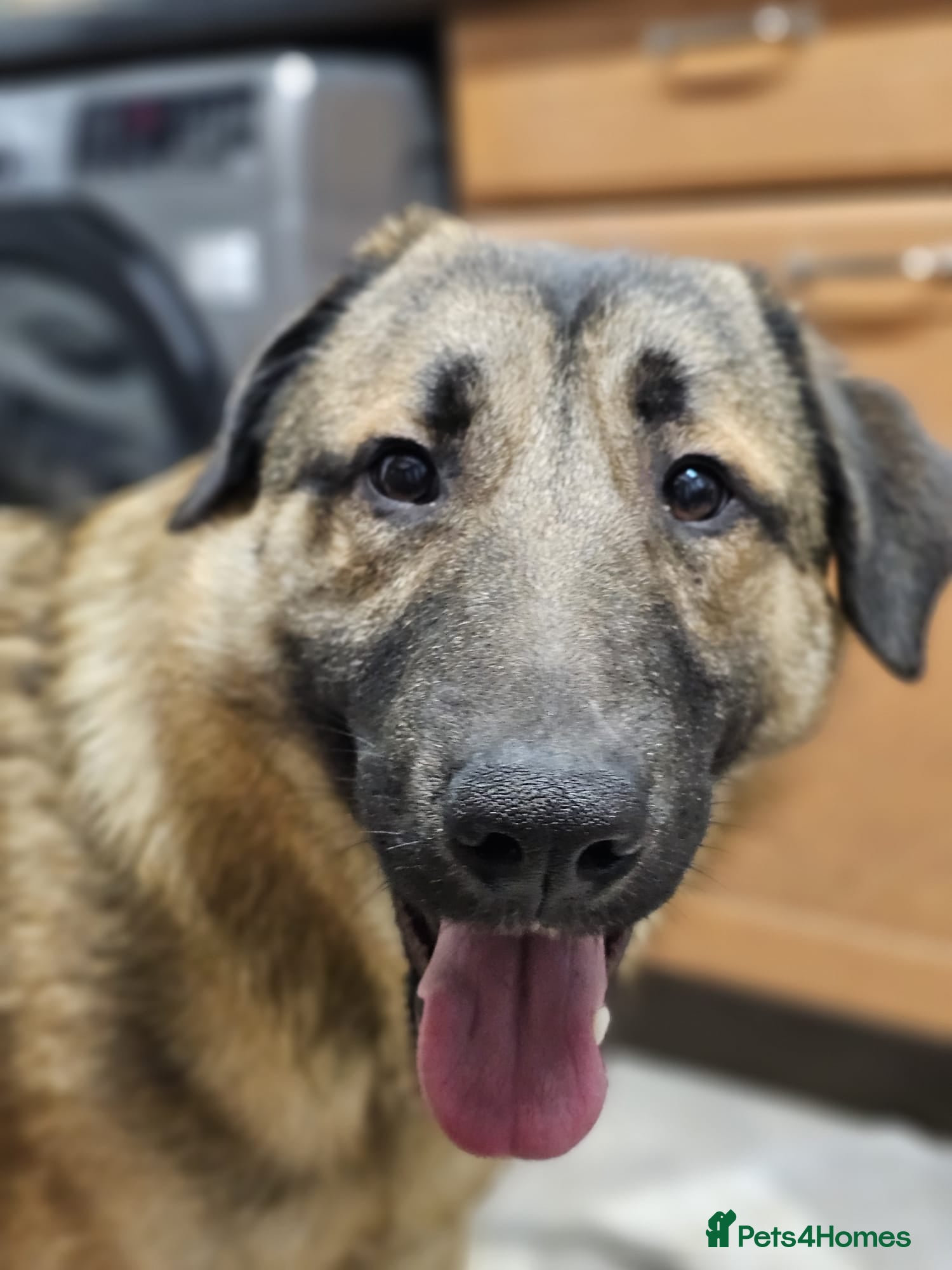 Mixed Breed dogs Handsome Bob - Advert 6