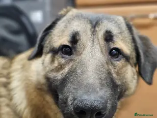 Mixed Breed dogs Handsome Bob - Advert 6