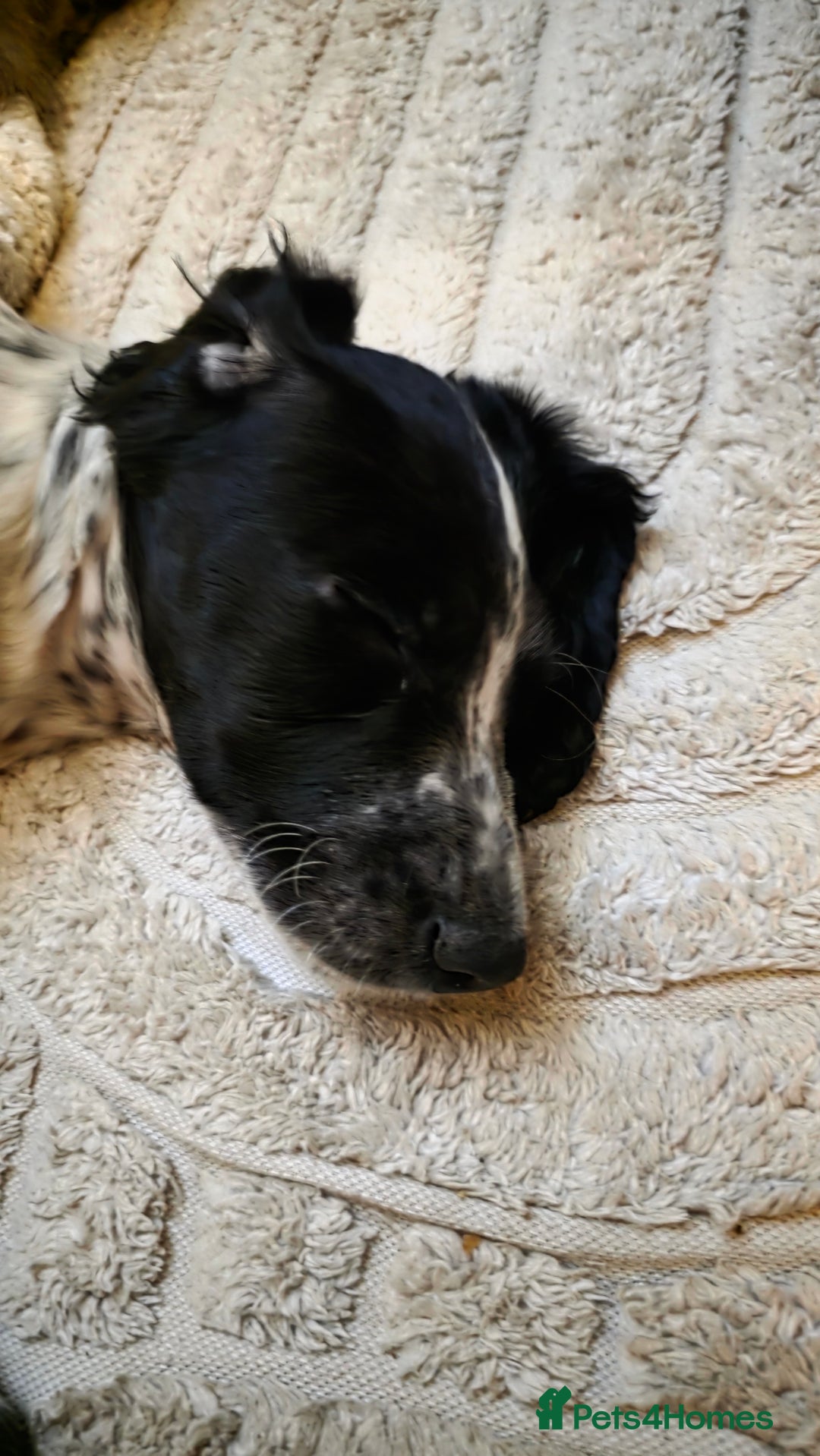 Cocker Spaniel dogs for sale: Rare colour puppies 🐶 cocker spaniel puppies  - Advert 15