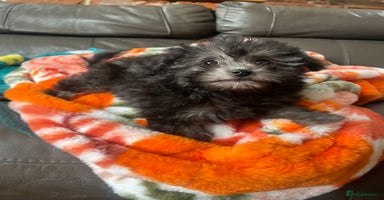 Maltipoo dogs - Advert 12