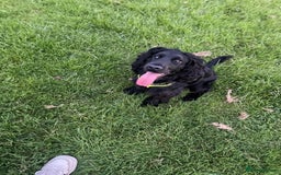 Cocker Spaniel dogs for stud: Black cocker spaniel  - Image 2