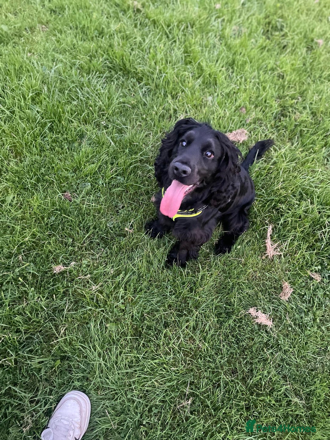 Cocker Spaniel dogs for stud: Black cocker spaniel  - Image 2
