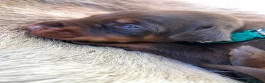 Dobermann 2