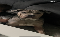 Mixed Breed dogs for sale: Bulldog - Image 3
