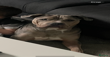 Mixed Breed dogs - Advert 15