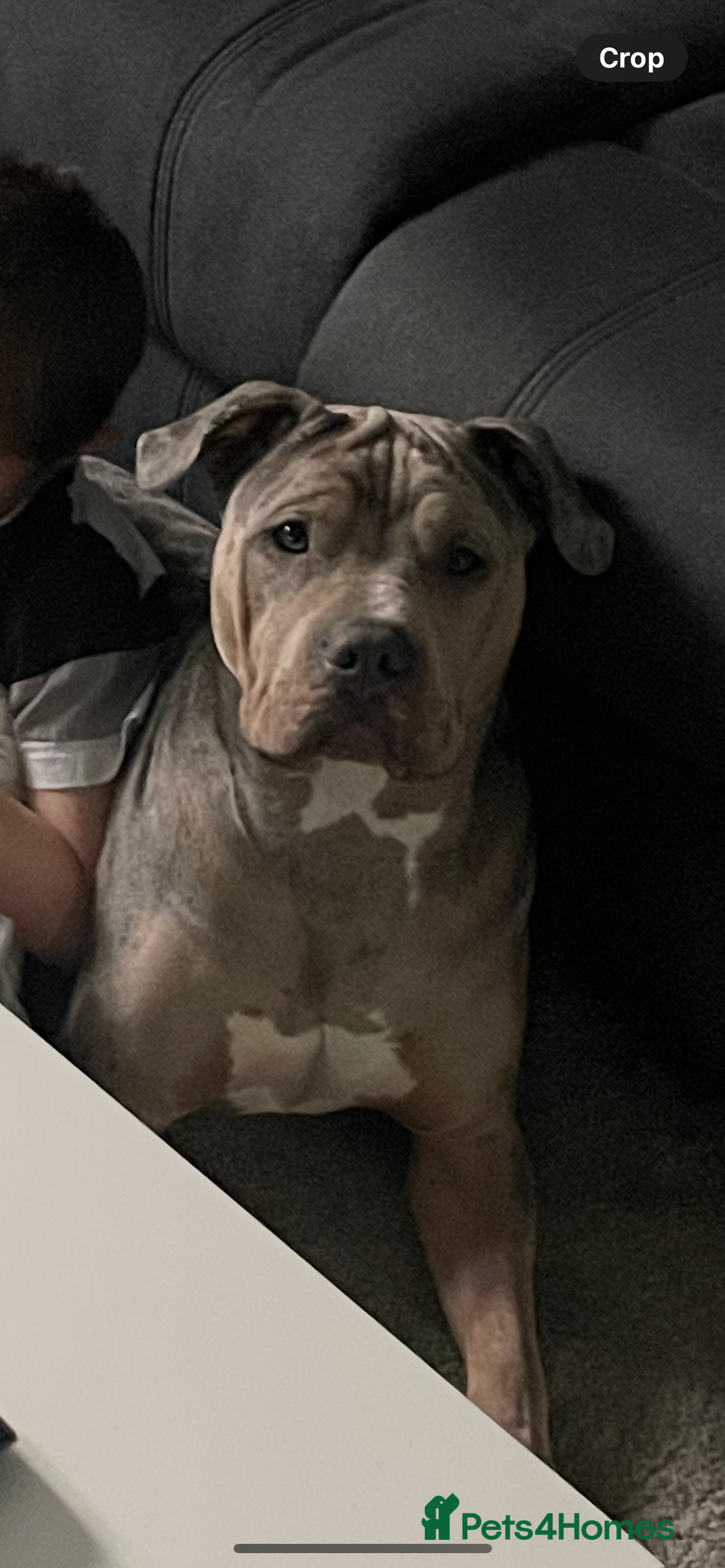 Mixed Breed dogs for sale: Bulldog - Image 3