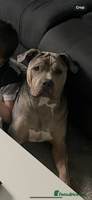 Mixed Breed dogs - Advert 1