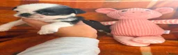 Pug dogs for sale: Panda 🐼 pug puppies carrying pink - Advert 8
