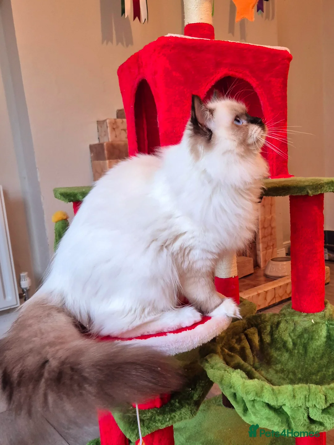 Ragdoll cats for sale: Ragdoll male kitten gccf active - Advert 7