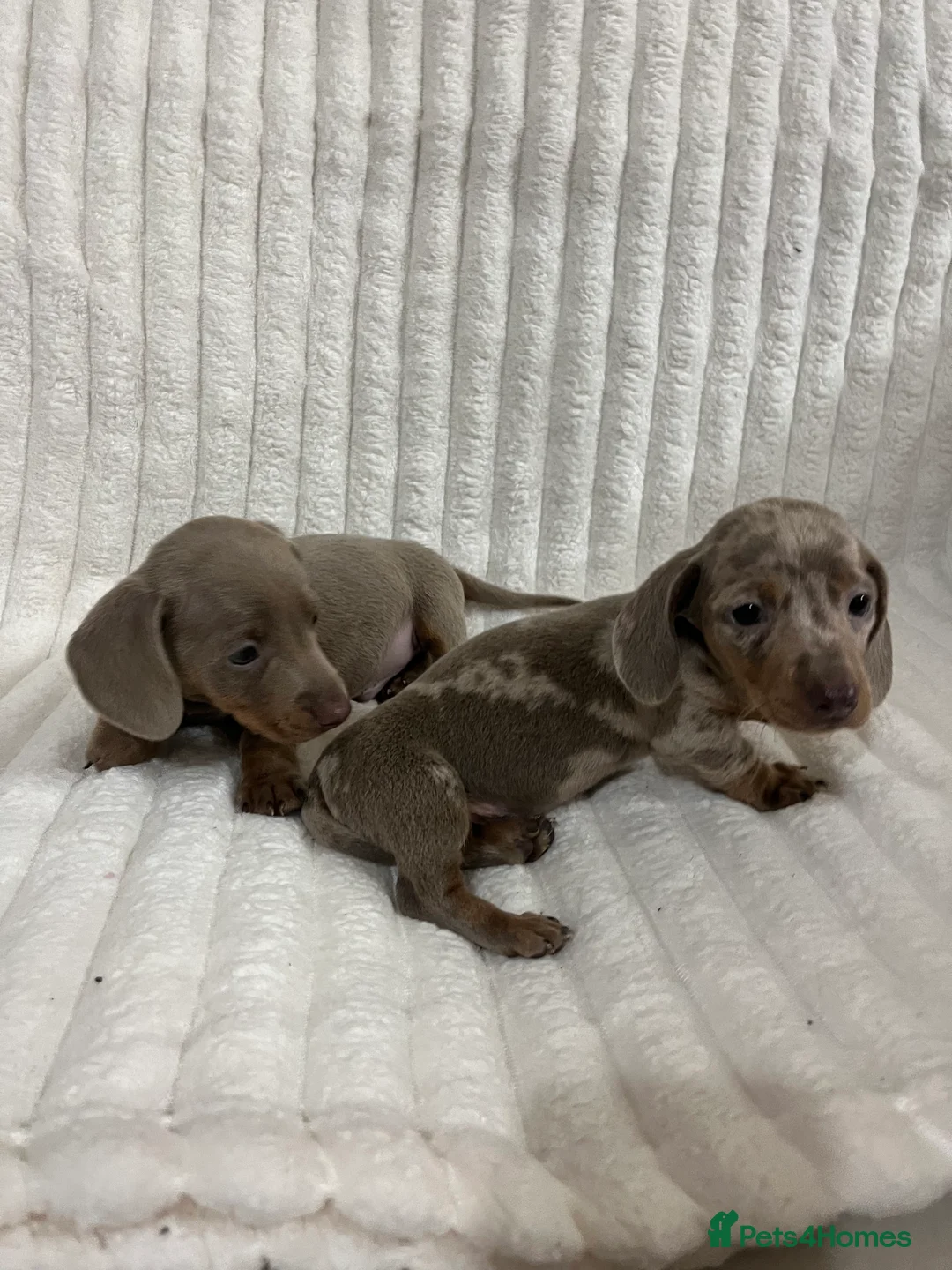 Miniature Dachshund dogs for sale: Stunning Isabella mini dachshund puppies - Advert 4