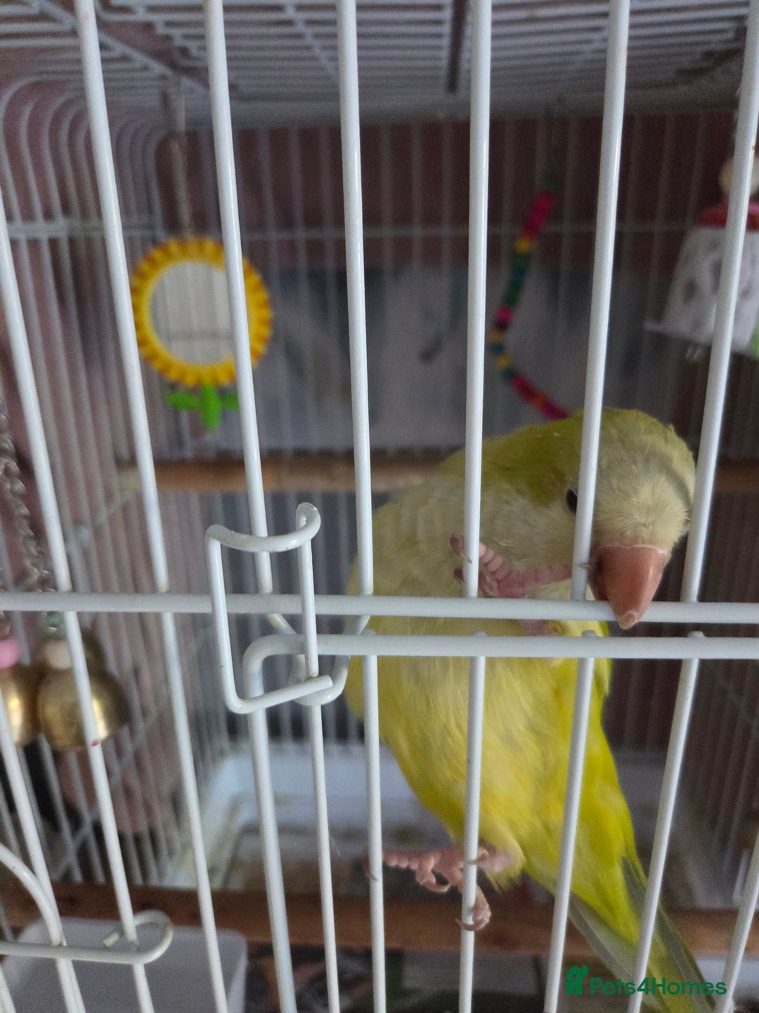 Parakeets birds for sale: Opaline Quaker parrot - Image 6