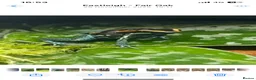 Frog reptiles for sale: Golfodulcean Poison Dart Frog - Advert 3