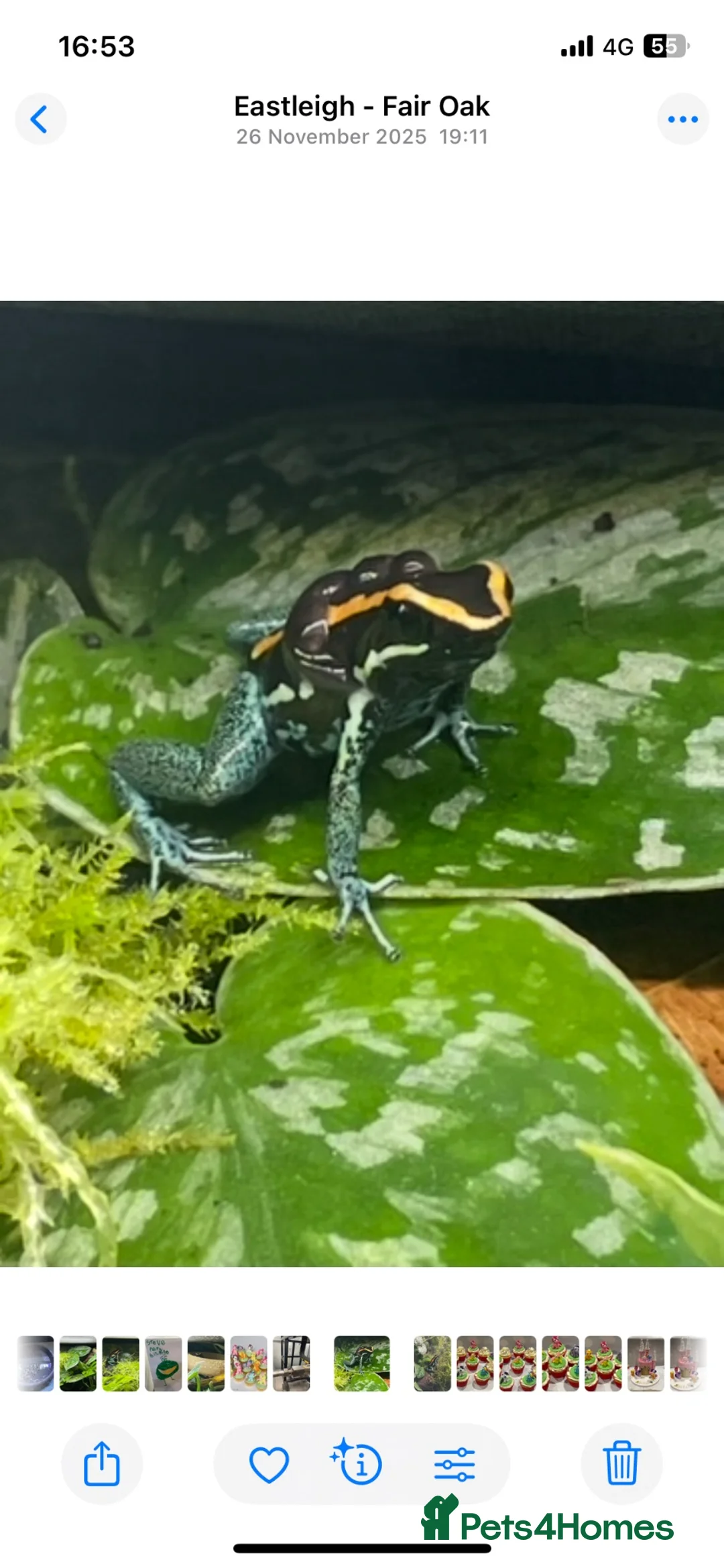 Frog reptiles for sale: Golfodulcean Poison Dart Frog - Advert 3