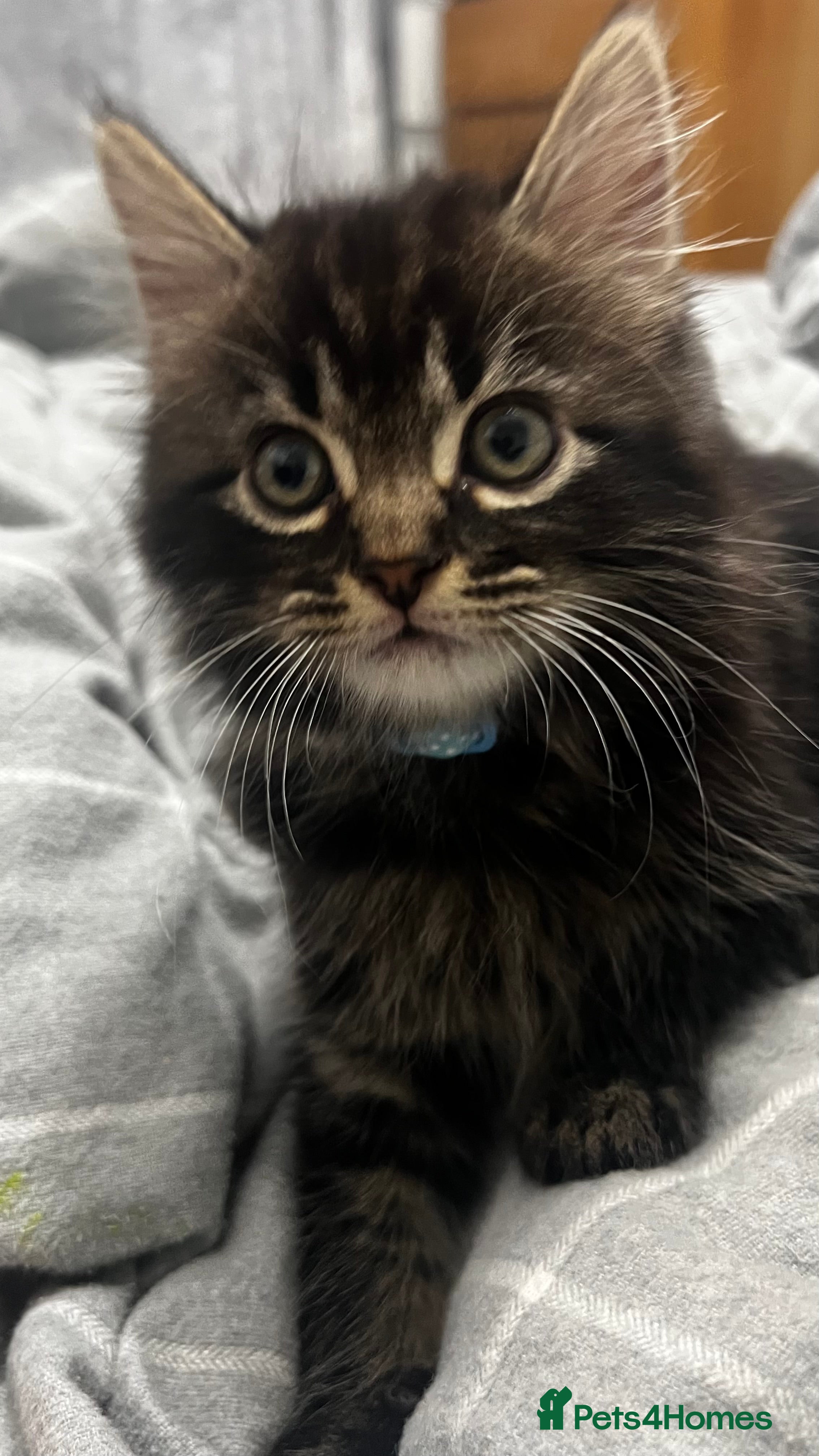 Mixed Breed cats Ready to Go 1girl 2boys left ❗️ - Advert 3