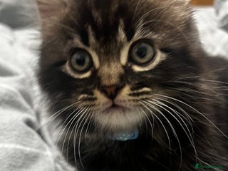 Mixed Breed cats Ready to Go 1girl 2boys left ❗️ - Advert 3