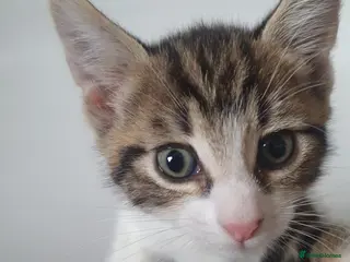 Mixed Breed cats Male Tabby Kitten - Advert 17