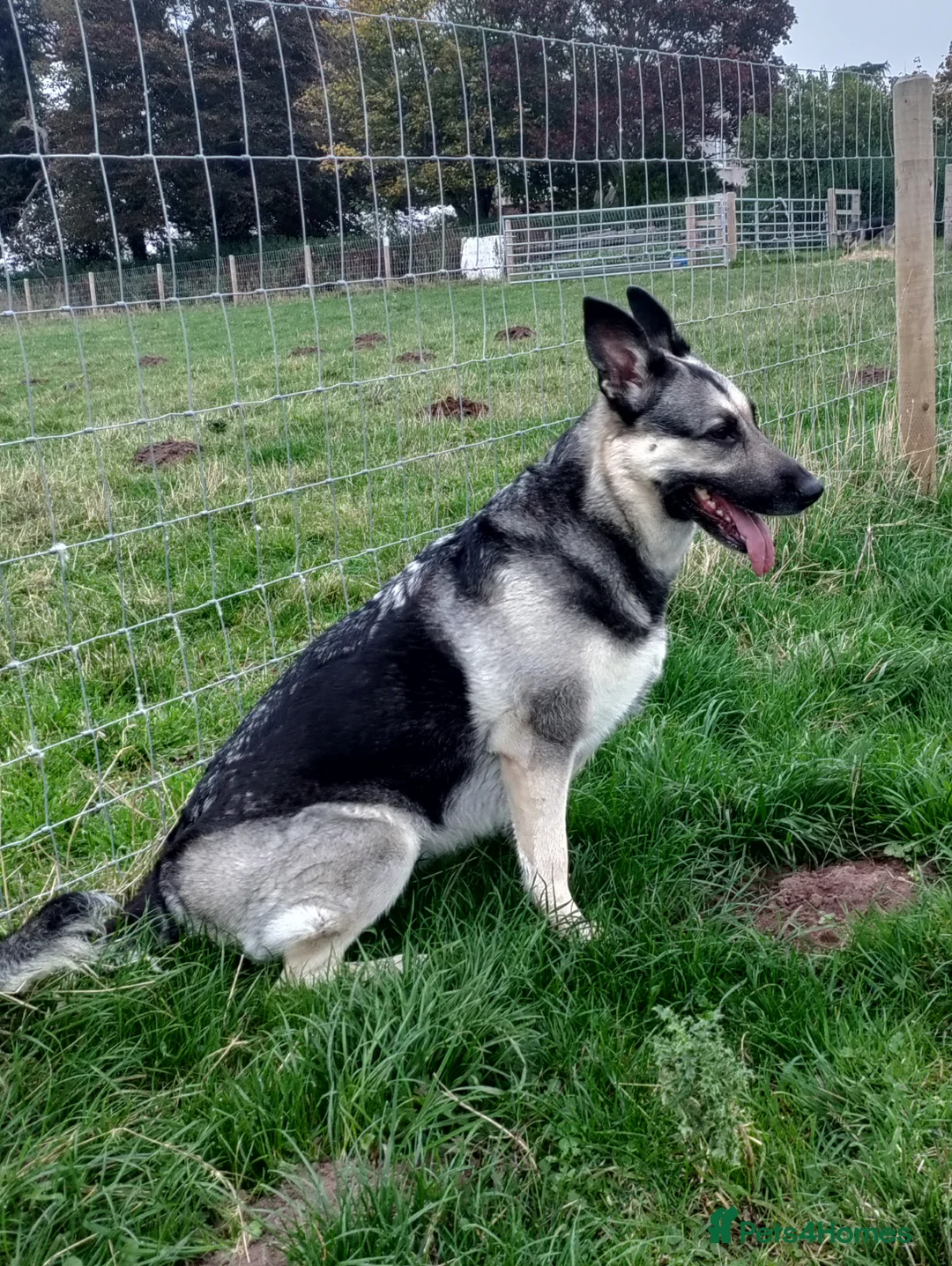 Mixed Breed dogs for sale: East European Shepherd  - Advert 3