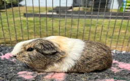 Guinea Pig rodents for sale: Texel, Sheltie, Merino guinea pigs.  - Image 2