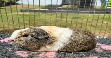 Guinea Pig rodents - Advert 9