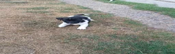 Jack Russell dogs for sale: 5 Gorgeous Juck Russel Puppies for sale  in London - Advert 2