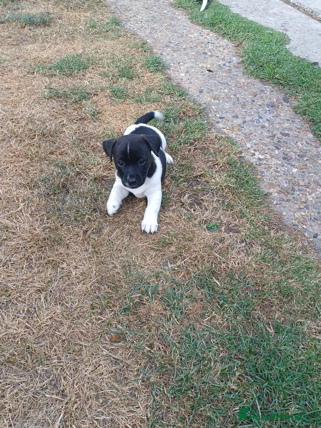Jack Russell dogs for sale: 5 Gorgeous Juck Russel Puppies for sale  in London - Advert 2