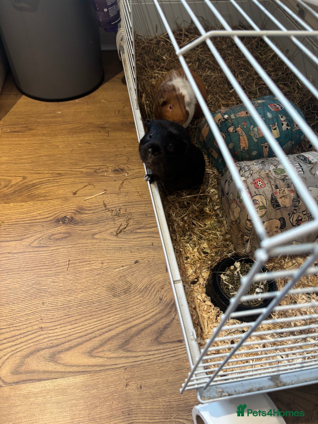 Guinea Pig rodents for sale: Guinea pigs - Advert 13