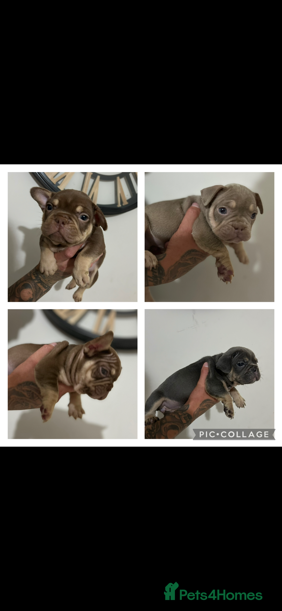 French Bulldog dogs for sale: 5* beautiful French bulldogs left ready to go 🏡 - Image 15