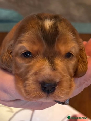 Cocker Spaniel dogs - Advert 2