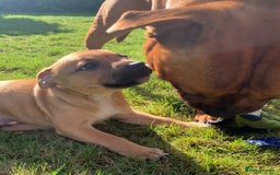 Staffordshire Bull Terrier dogs for sale: Stunning red staffie puppy - Image 2