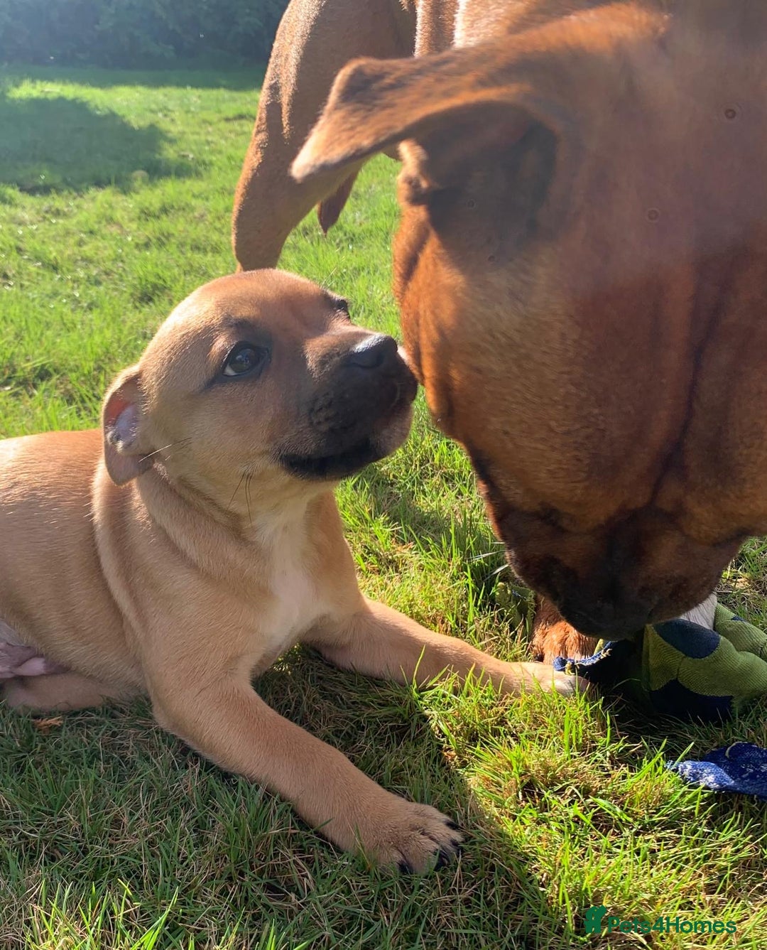 Staffordshire Bull Terrier dogs for sale: Stunning red staffie puppy - Image 2