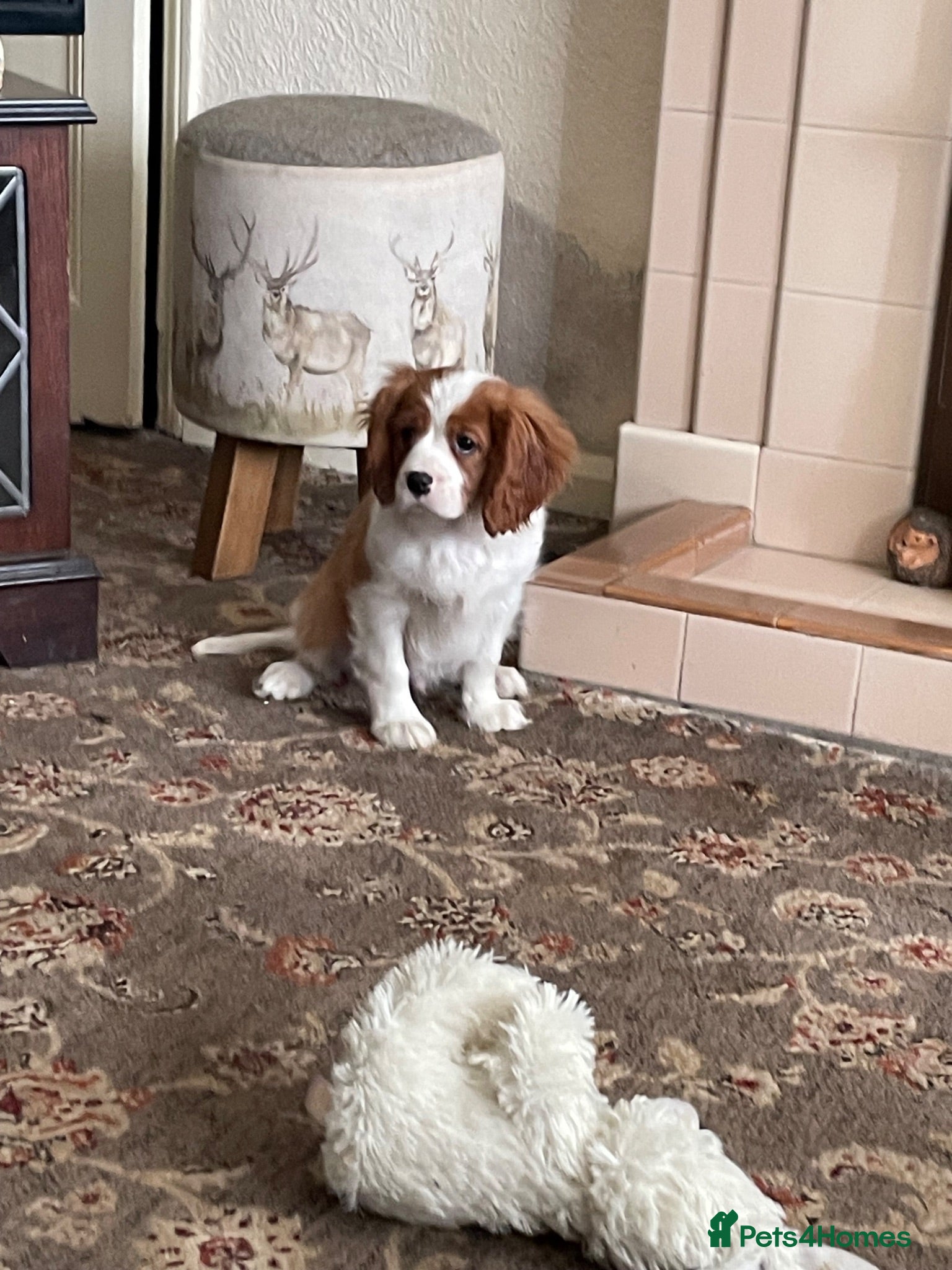 Cavalier King Charles Spaniel dogs KC Blenheim cavalier King Charles spaniels  - Advert 2