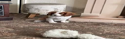 Cavalier King Charles Spaniel dogs for sale: Blenheim cavalier King Charles spaniels  - Advert 14