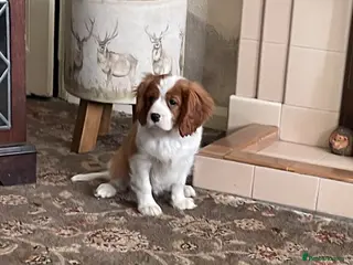 Cavalier King Charles Spaniel dogs KC Blenheim cavalier King Charles spaniels - Advert 5