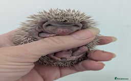 Pygmy Hedgehog rodents for sale: Gorgeous Hoglets Ready to Reserve Now - Image 2