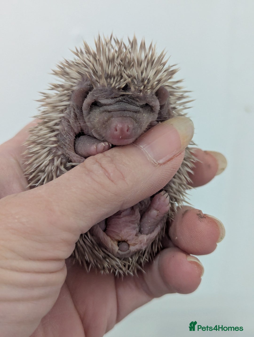Pygmy Hedgehog rodents for sale: Gorgeous Hoglets Ready to Reserve Now - Image 2