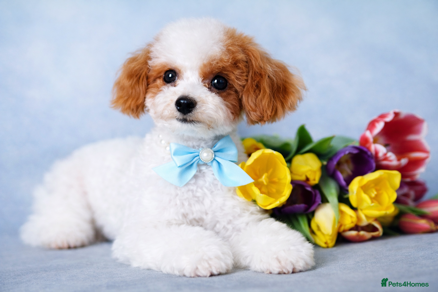 Toy Poodle dogs ASIAN TOY POODLE- TEDDYCUP  - Advert 1