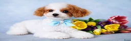 Toy Poodle dogs for stud: ASIAN TOY POODLE- TEDDYCUP  - Advert 1