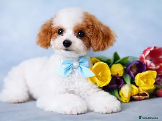Toy Poodle dogs ASIAN TOY POODLE- TEDDYCUP - Advert 5