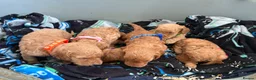 Cockapoo dogs for sale: Health tested 4 red F1b cockapoo  - Advert 5