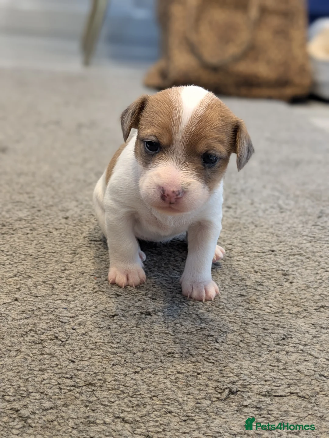 Jack Russell dogs for sale: Jack Russell Puppies - Advert 20