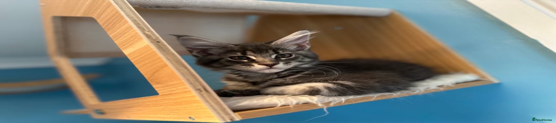 Maine Coon Kitten 5