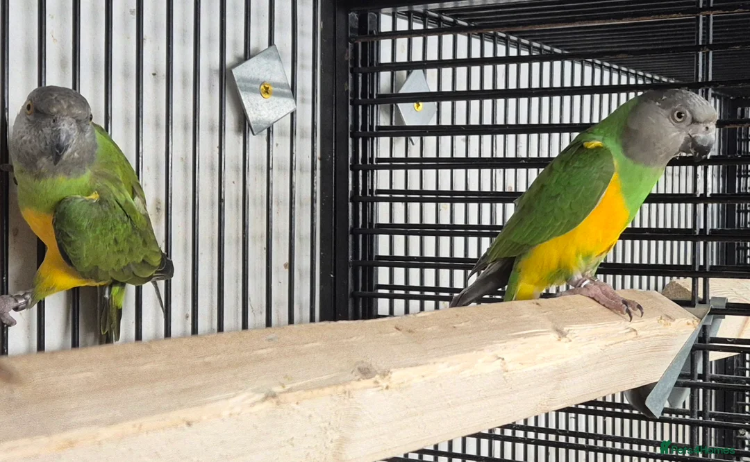 Mixed Breed birds for sale: Cage n aviary birds  - Advert 23