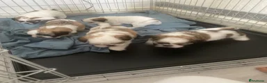 Shih Tzu 2