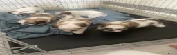 Shih Tzu dogs for sale: Hello shih tzu puppies  - Advert 3