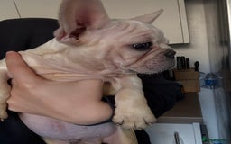 French Bulldog dogs for sale: Platinum French bulldog  - Image 5