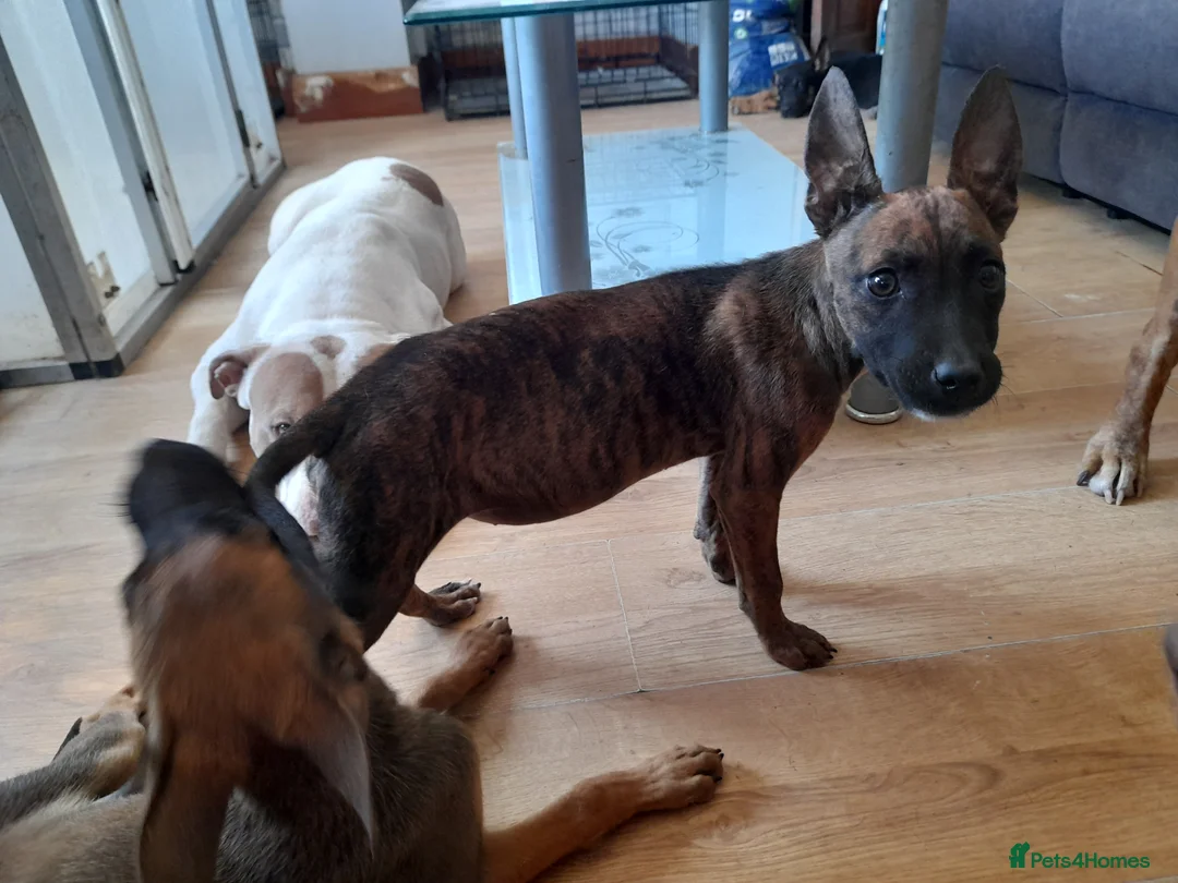 Mixed Breed dogs for sale: Puppies looking for there forever home ready now in Pontefract - Advert 2